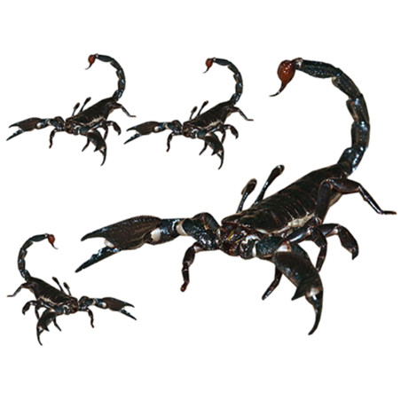 Scorpions (1x21.5cm & 3x8.5cm) - Autocollant(sticker)