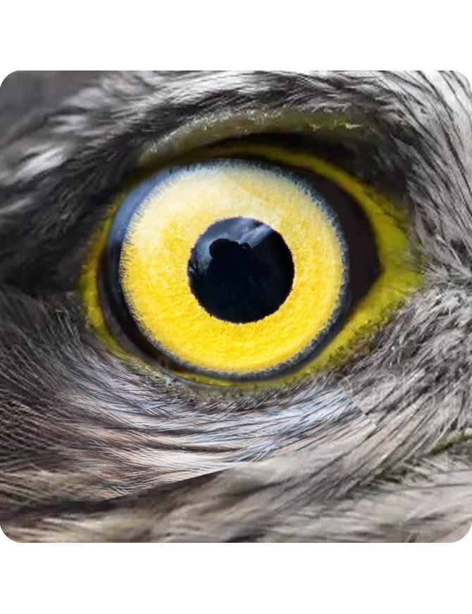 Oeil de faucon (5x5cm) - Sticker/autocollant