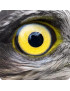 Oeil de faucon (10x10cm) - Sticker/autocollant